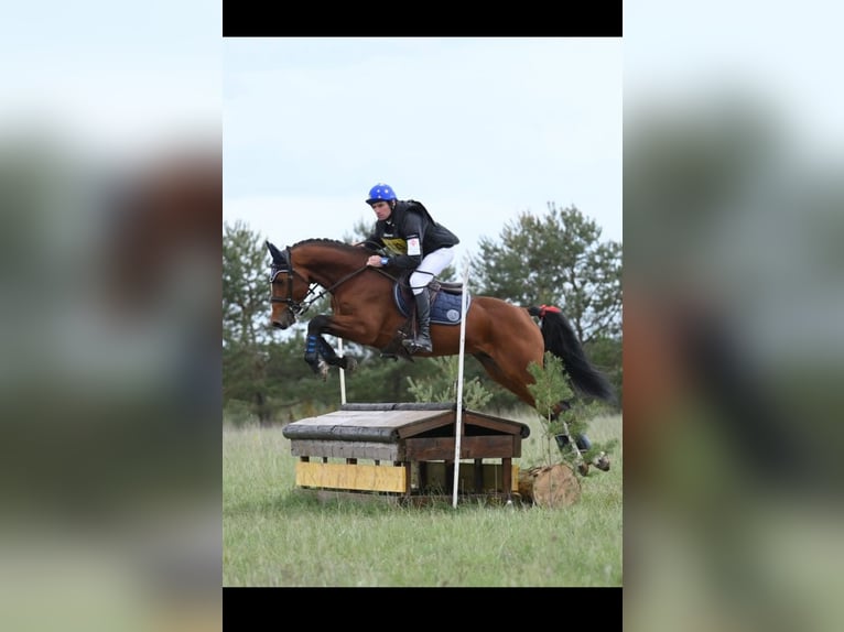 Selle Francais Hengst 6 Jahre 164 cm Brauner in Bessy