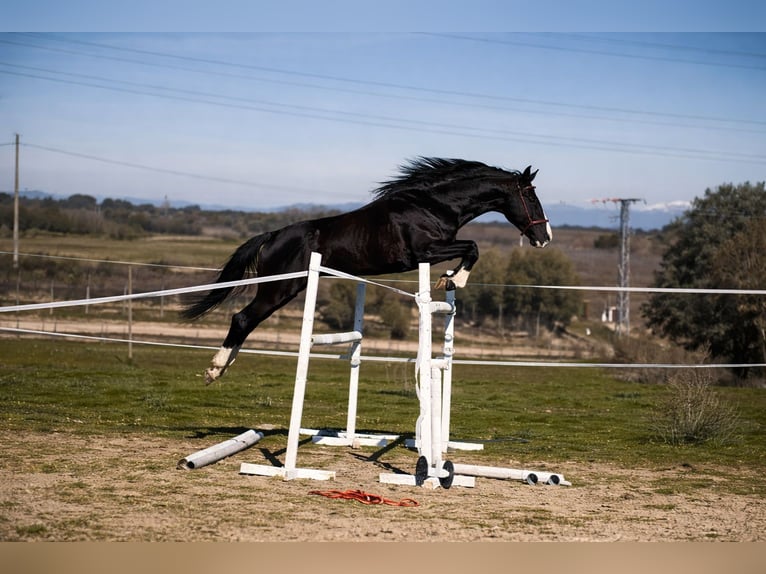 Selle Français Hengst 7 Jaar 170 cm Zwart in Villaviciosa De Odon