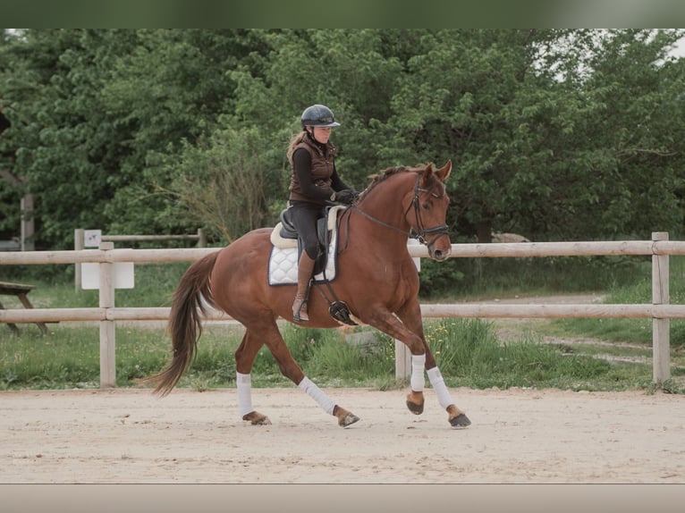 Selle Francais Hengst 7 Jahre 168 cm Dunkelfuchs in Sardieu