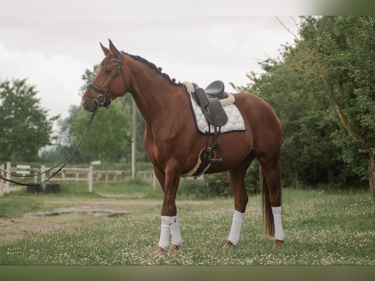 Selle Francais Hengst 7 Jahre 168 cm Dunkelfuchs in Sardieu