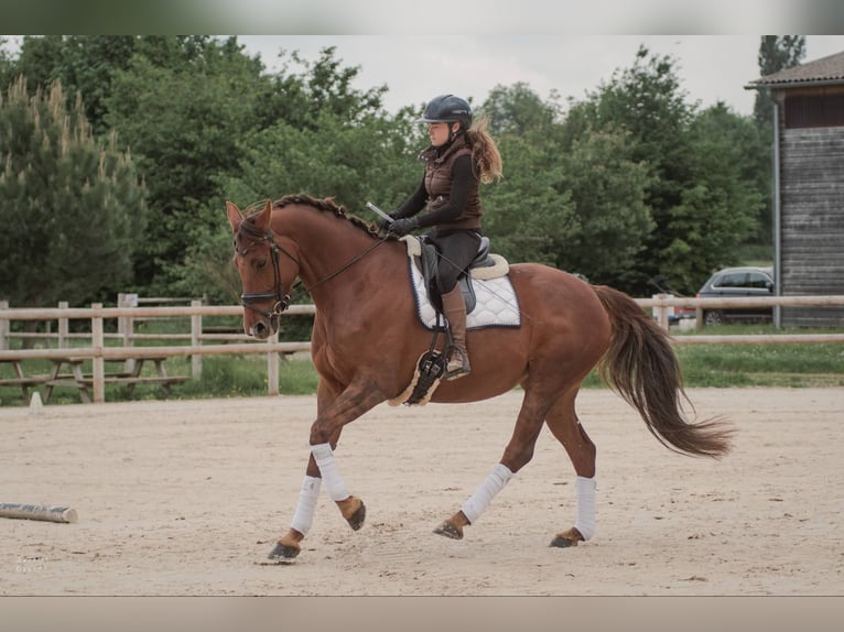 Selle Francais Hengst 7 Jahre 168 cm Dunkelfuchs in Sardieu