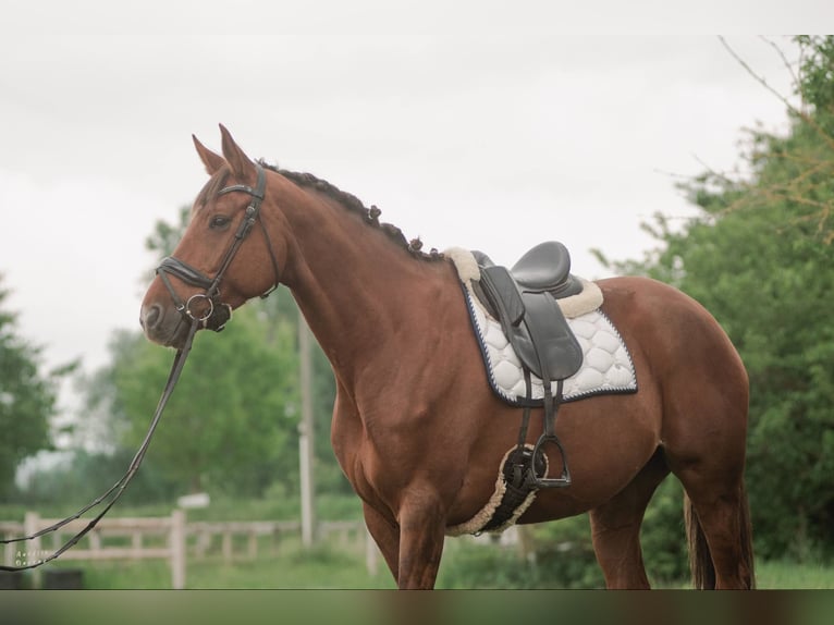 Selle Francais Hengst 7 Jahre 168 cm Dunkelfuchs in Sardieu