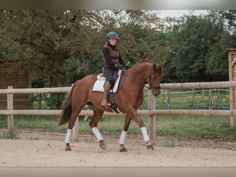Selle Francais Hengst 7 Jahre 168 cm Dunkelfuchs in Sardieu