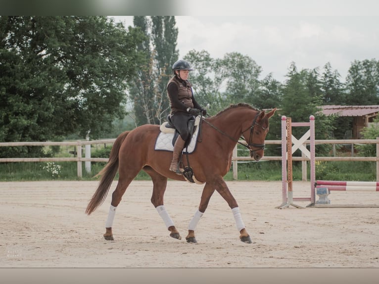 Selle Francais Hengst 7 Jahre 168 cm Dunkelfuchs in Sardieu