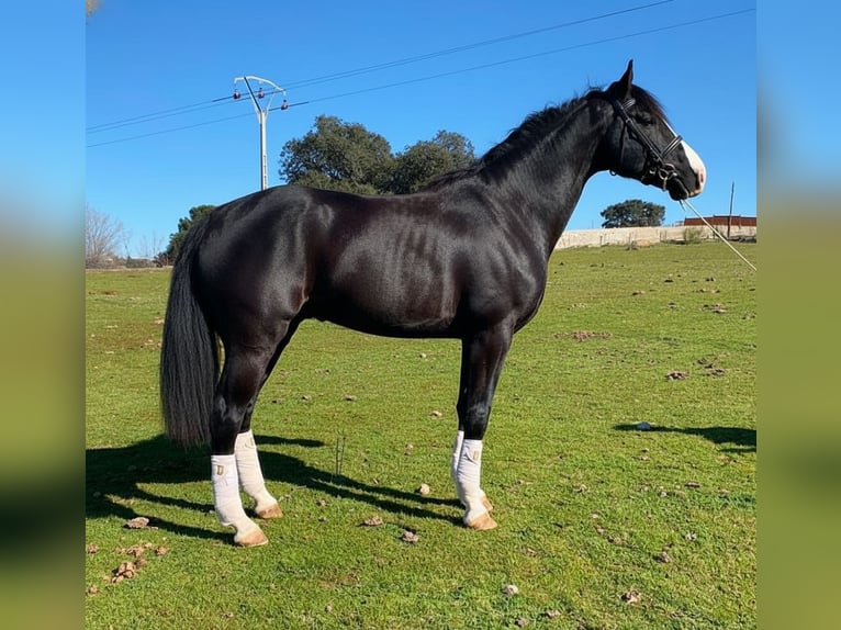 Selle Francais Hengst 7 Jahre 170 cm Rappe in Villaviciosa De Odon