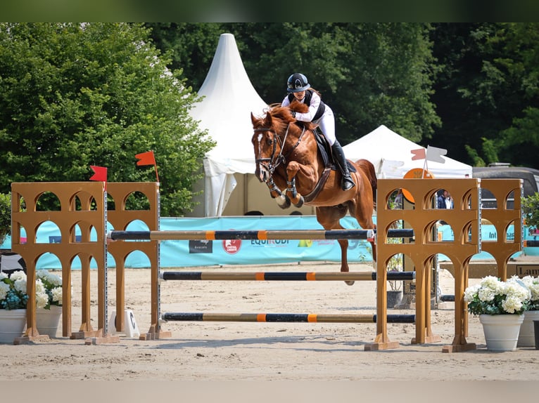 Selle Français Hengst 8 Jaar 165 cm Vos in Lons le Saunier