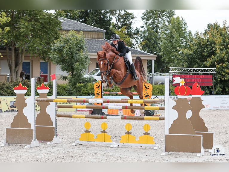 Selle Francais Hengst 8 Jahre 165 cm Fuchs in Lons le Saunier