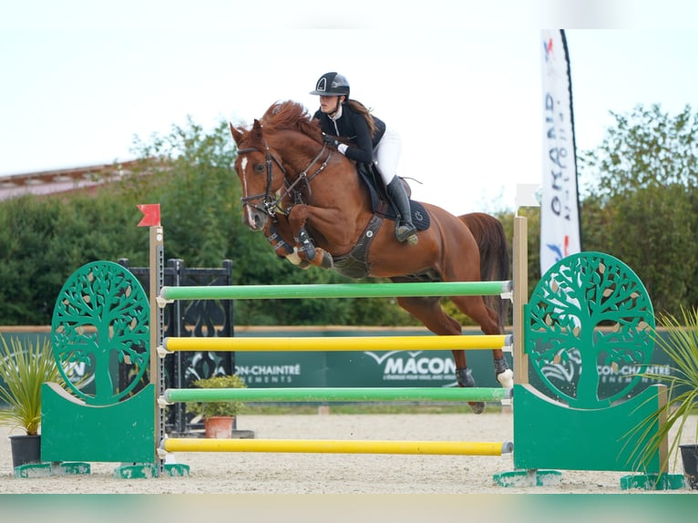 Selle Francais Hengst 8 Jahre 165 cm Fuchs in Lons le Saunier