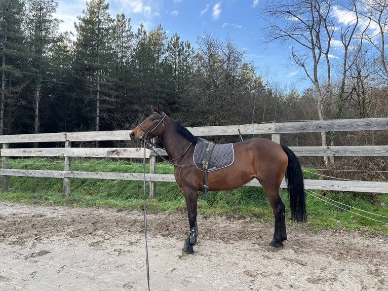 Selle Français Hengst 9 Jaar 168 cm Bruin in Souvigny-En-Sologne