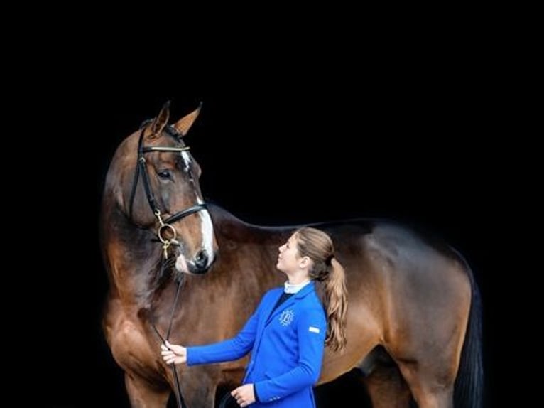 Selle Francais Hengst Brauner in Pfarrkirchen