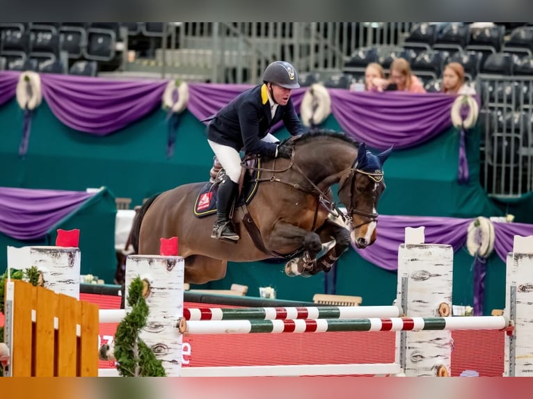 Selle Francais Hengst Brauner in Pfarrkirchen