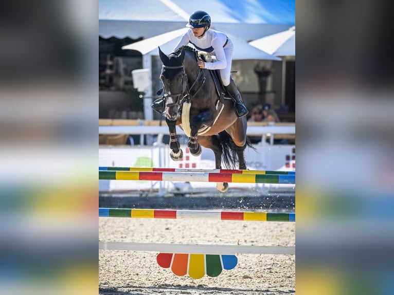 Selle Français Hengst Bruin in Pfarrkirchen