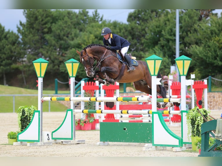 Selle Français Hengst Bruin in Pfarrkirchen