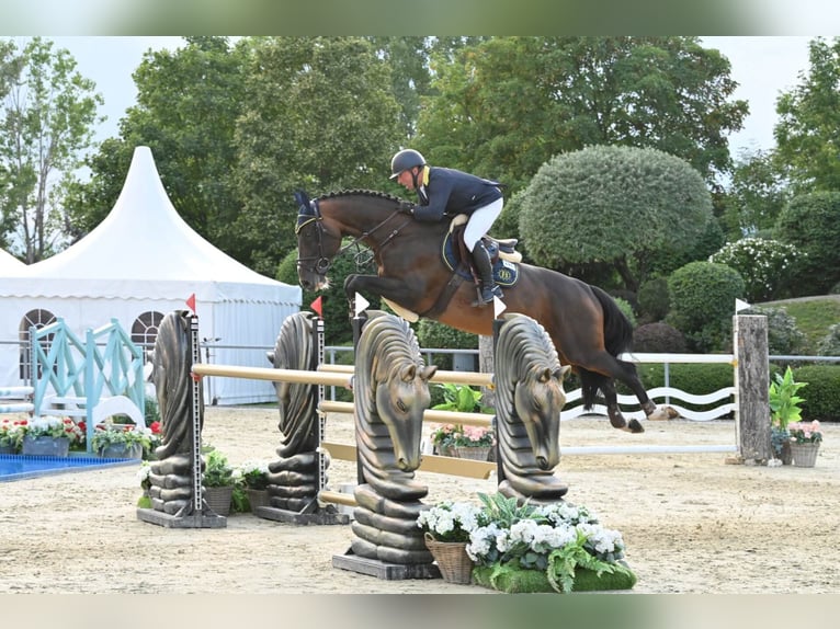 Selle Français Hengst Bruin in Pfarrkirchen