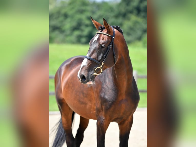 Selle Français Hengst Bruin in Pfarrkirchen