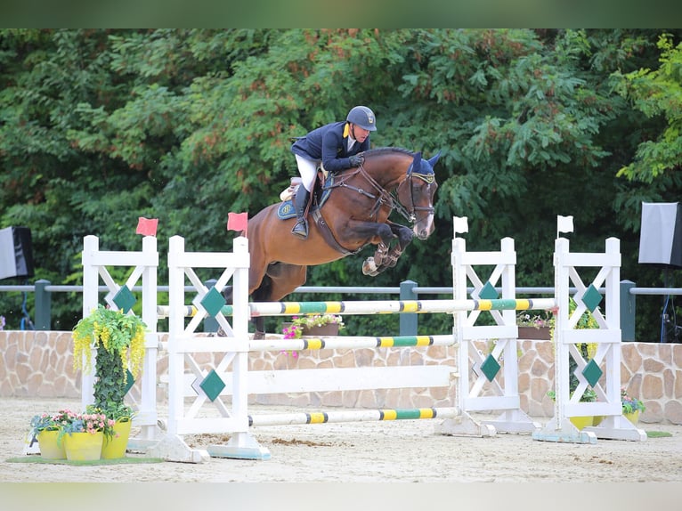 Selle Français Hengst Bruin in Pfarrkirchen