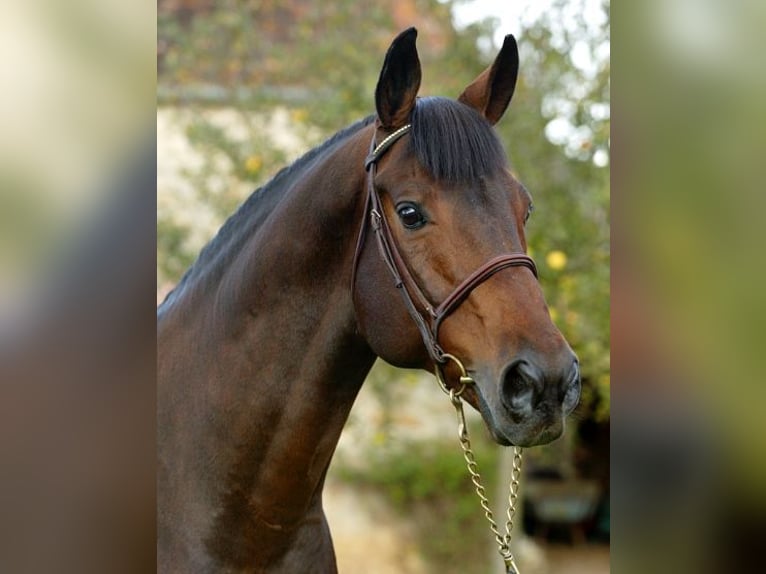 Selle Français Hengst Donkerbruin in GOVEN