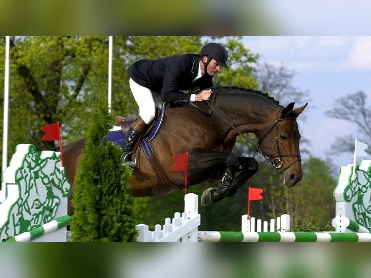 Selle Français Hengst Donkerbruin in GOVEN