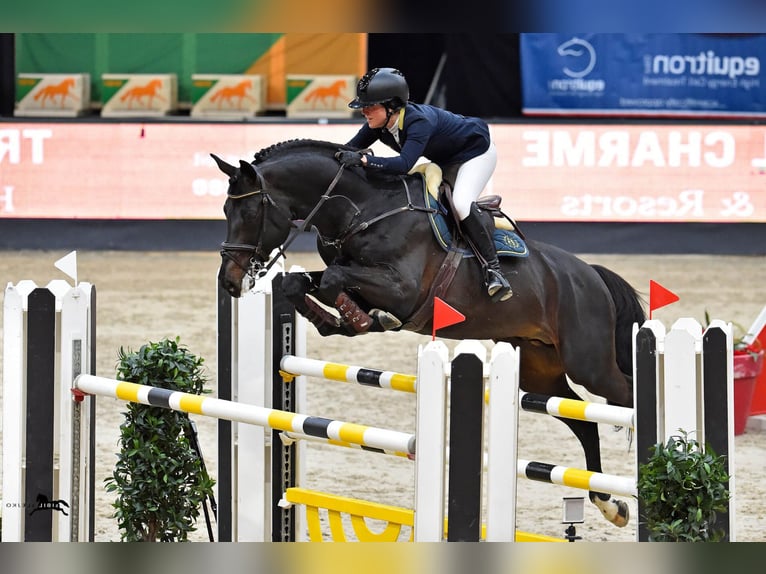 Selle Français Hengst Donkerbruin in Pfarrkirchen