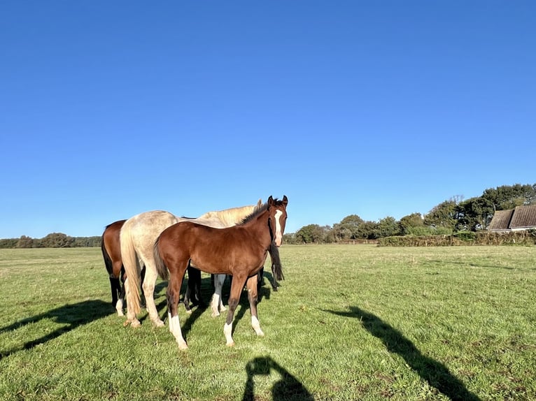 Selle Francais Hengst Fohlen (06/2026) 100 cm Brauner in Carneville