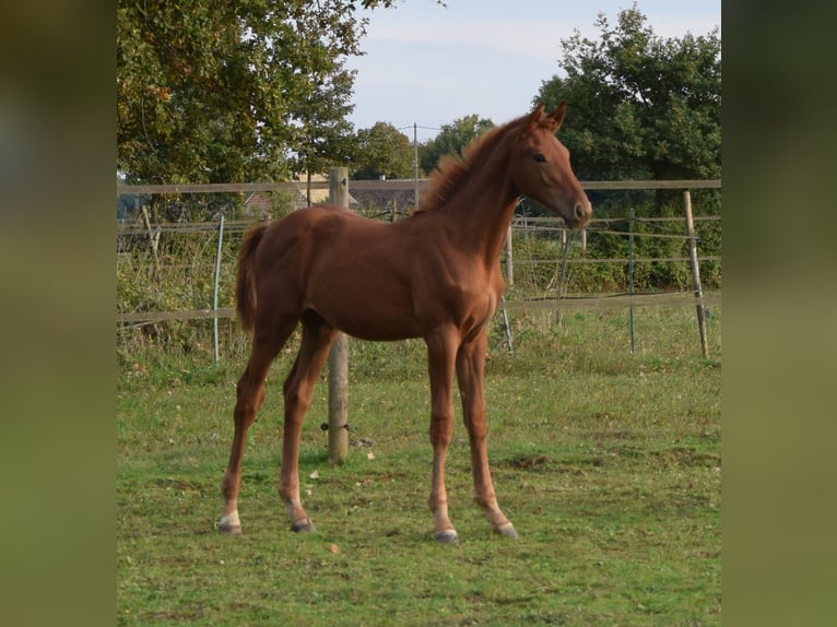 Selle Francais Hengst Fohlen (01/2025) 130 cm Fuchs in Lombron