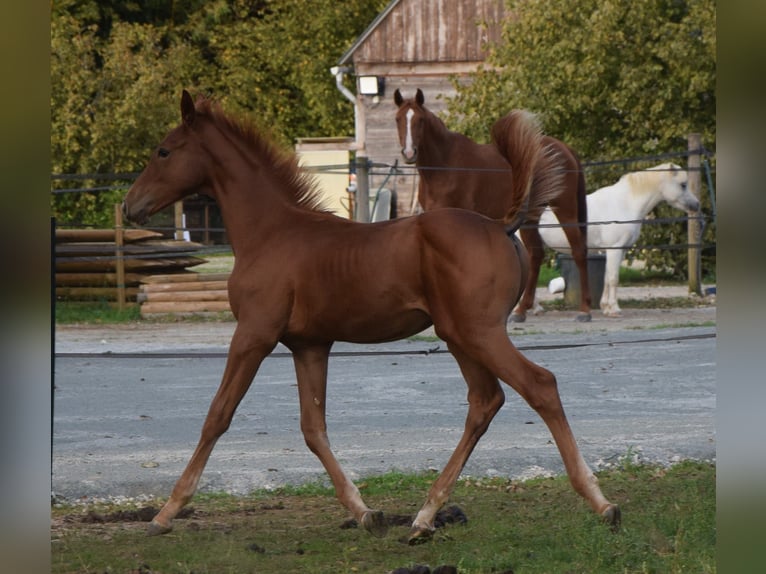 Selle Francais Hengst Fohlen (01/2025) 130 cm Fuchs in Lombron