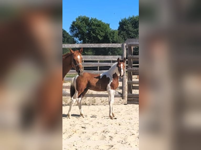Selle Francais Mix Hengst Fohlen (01/2026) 160 cm Tobiano-alle-Farben in Hédé