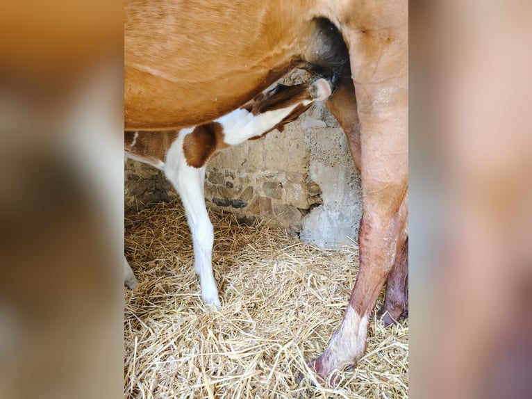 Selle Francais Mix Hengst Fohlen (01/2026) 160 cm Tobiano-alle-Farben in Hédé