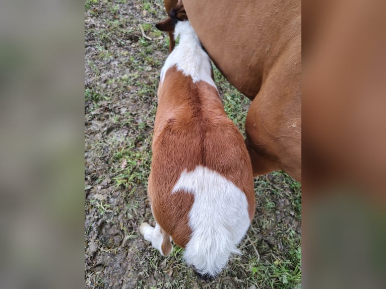 Selle Francais Mix Hengst Fohlen (01/2026) 160 cm Tobiano-alle-Farben in Hédé
