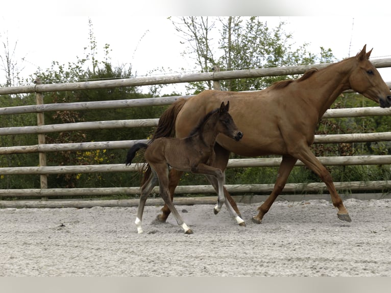 Selle Francais Hengst  Brauner in Salins
