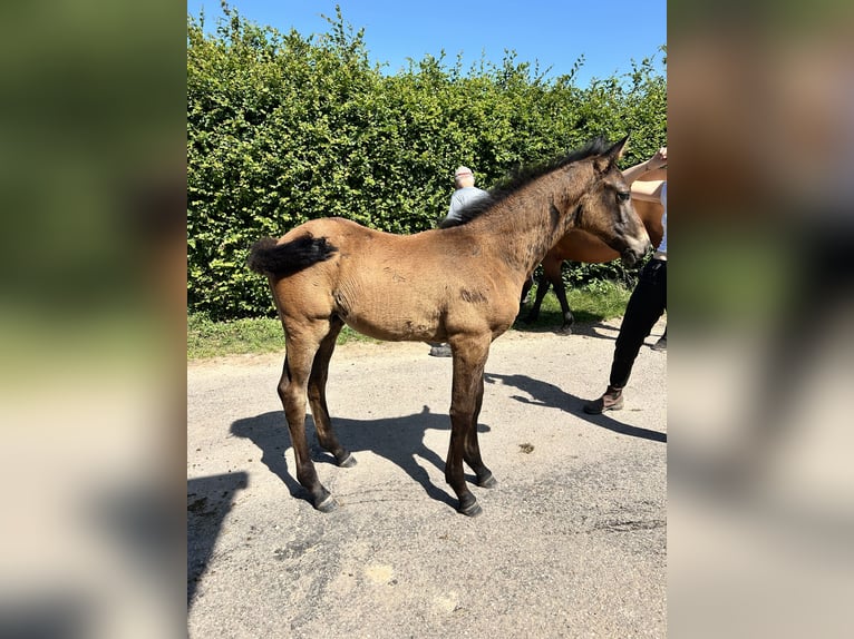 Selle Francais Hengst  Dunkelbrauner in DOMMARTIN-AUX-BOIS