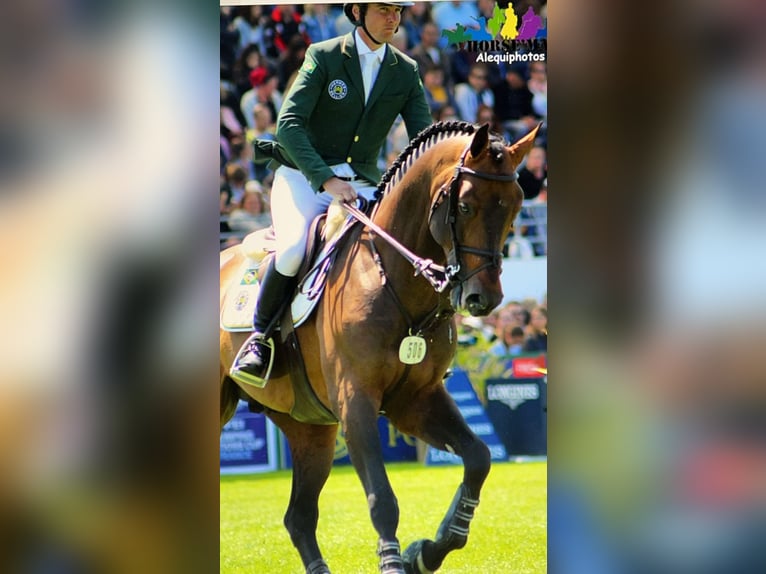 Selle Francais Hengst Fohlen (06/2026) Dunkelfuchs in Le Mans