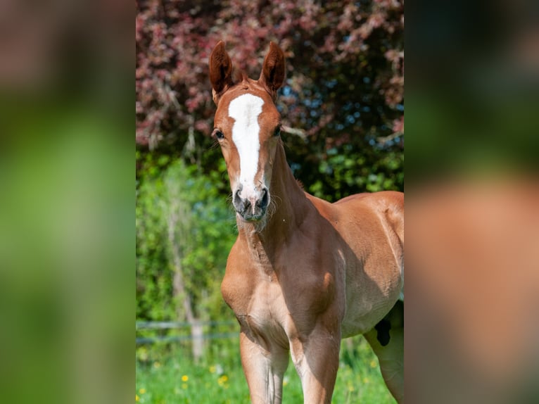 Selle Francais Hengst  Fuchs in ST AIGNAN