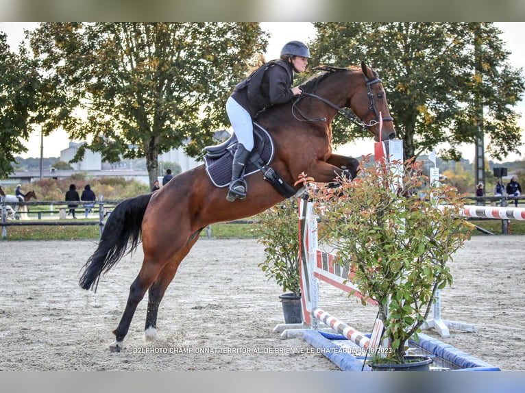 Selle Francais Hengst Fohlen (04/2026) Schimmel in Naives en Blois