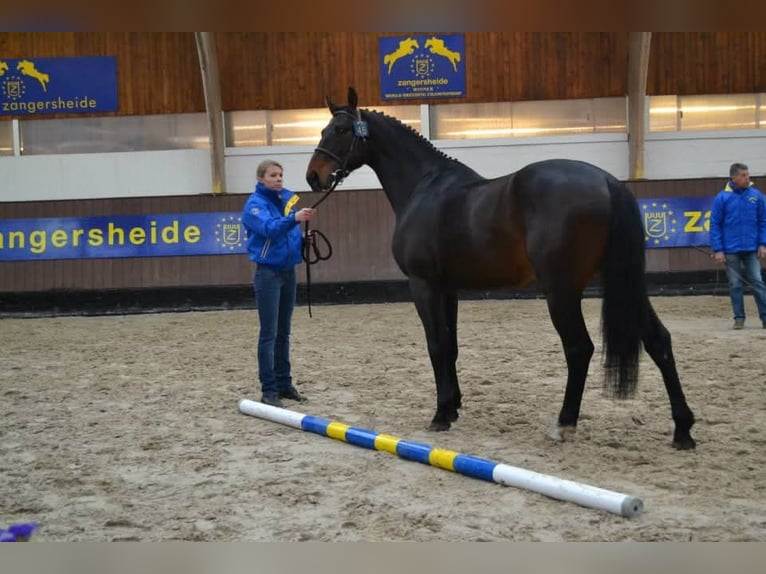 Selle Francais Hengst Schwarzbrauner in Stuckange