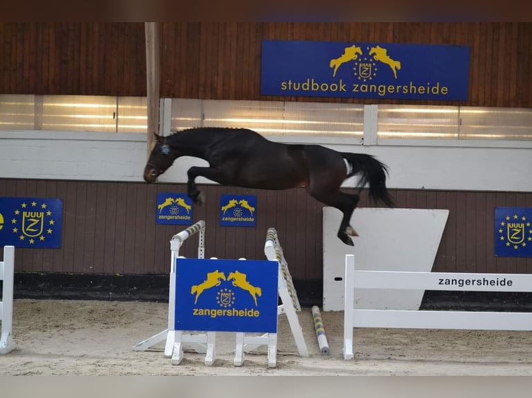 Selle Francais Hengst Schwarzbrauner in Stuckange