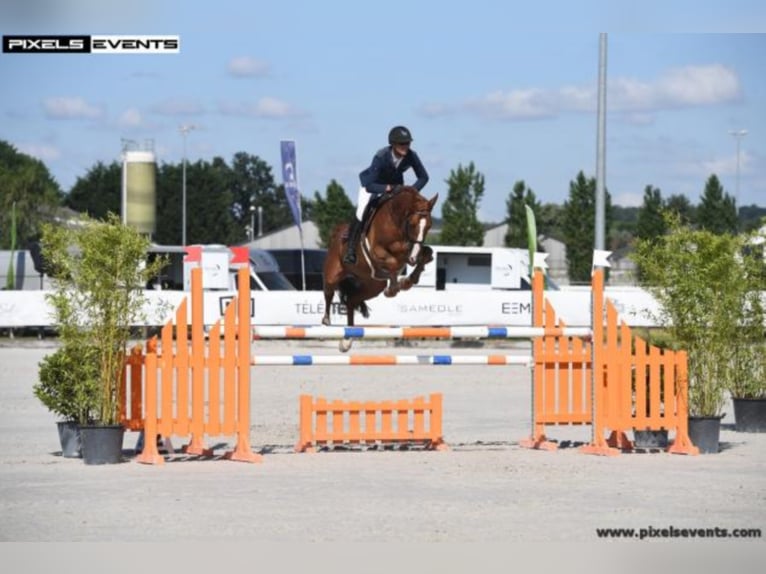 Selle Francais Hengst in Celle