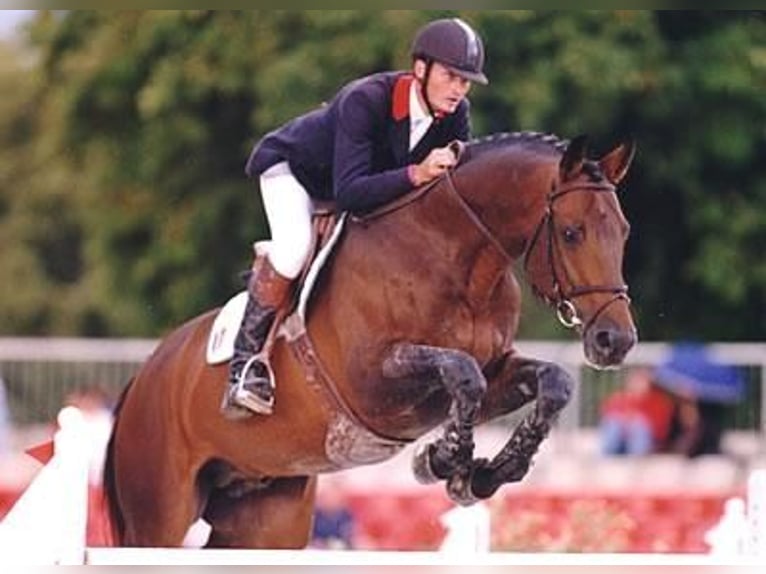Selle Francais Hengst in GOVEN