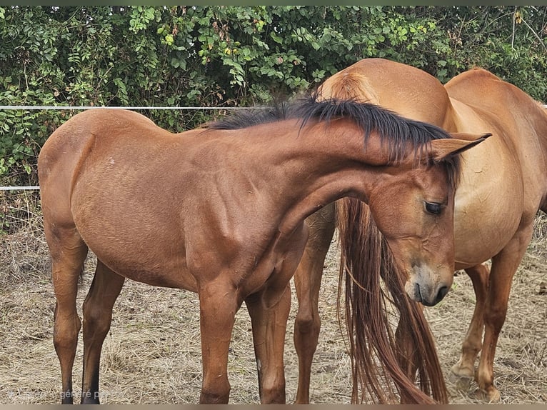 Selle Français Hengst Veulen (04/2026) 135 cm Bruin in Coulon