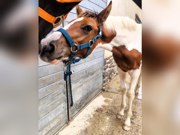 Selle Français Mix Hengst Veulen (01/2026) 160 cm Tobiano-alle-kleuren in Hédé