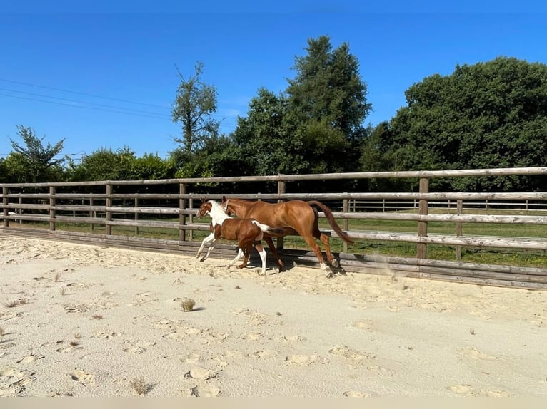 Selle Français Mix Hengst Veulen (01/2026) 160 cm Tobiano-alle-kleuren in Hédé
