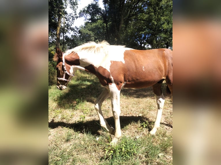 Selle Français Mix Hengst Veulen (01/2026) 160 cm Tobiano-alle-kleuren in Hédé