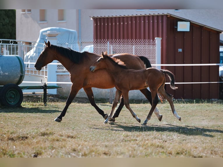 Selle Français Hengst Veulen (05/2025) 165 cm Bruin in LA VERPILLIERE