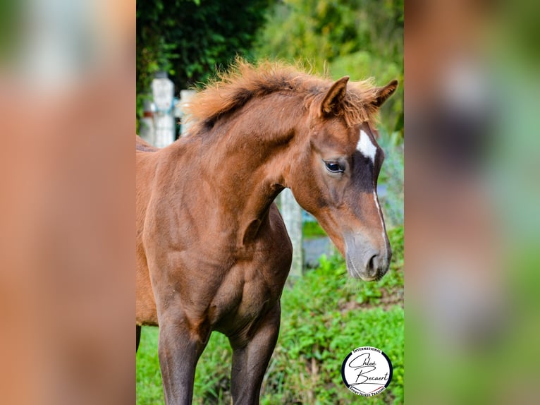 Selle Français Hengst veulen (03/2024) 170 cm Donkere-vos in Saint-Lô