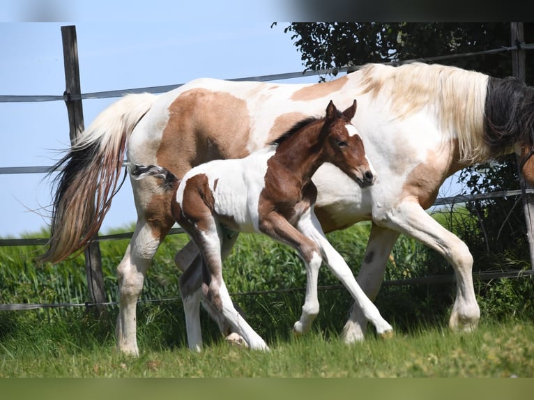Selle Français Hengst Veulen (01/2026) 170 cm Gevlekt-paard in Saint-Flovier