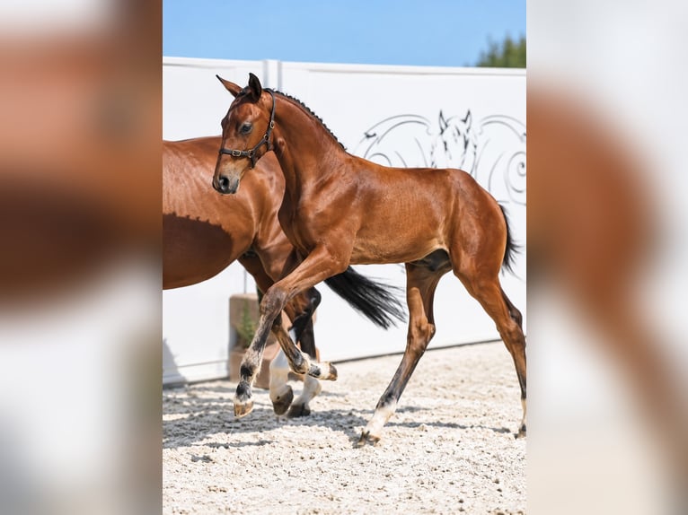 Selle Français Hengst Veulen (01/2026) Bruin in Normandie