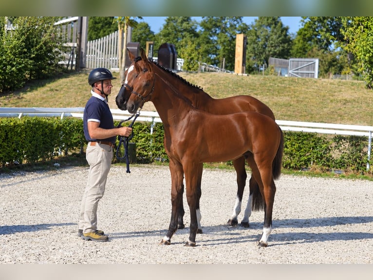 Selle Français Hengst Veulen (01/2026) Bruin in Normandie