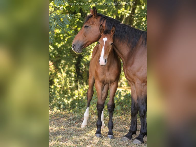 Selle Français Hengst Veulen (03/2026) Bruin in Mende