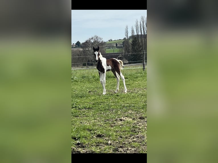 Selle Français Hengst veulen (01/2024) Gevlekt-paard in Ligre