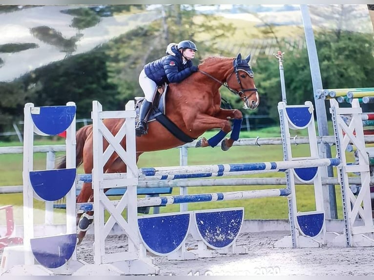 Selle Français Hengst veulen (06/2024) in Aspres-sur-Buëch